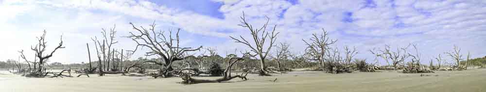 Driftwood Beach